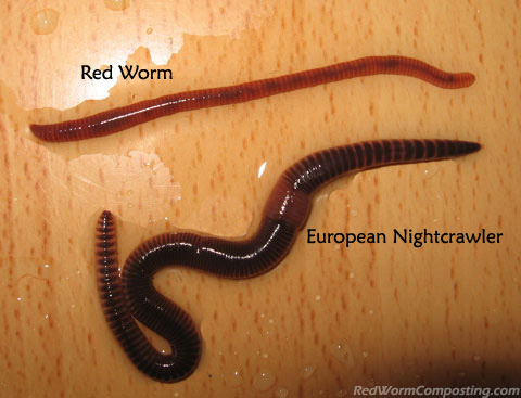 50 Live Bait Fishing Worms - European Nightcrawlers